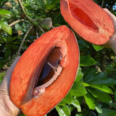 Banana Sapota (Chiku)
