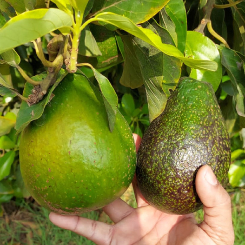 Tropical Avacado Plant