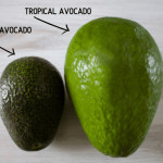 Tropical Avacado Plant