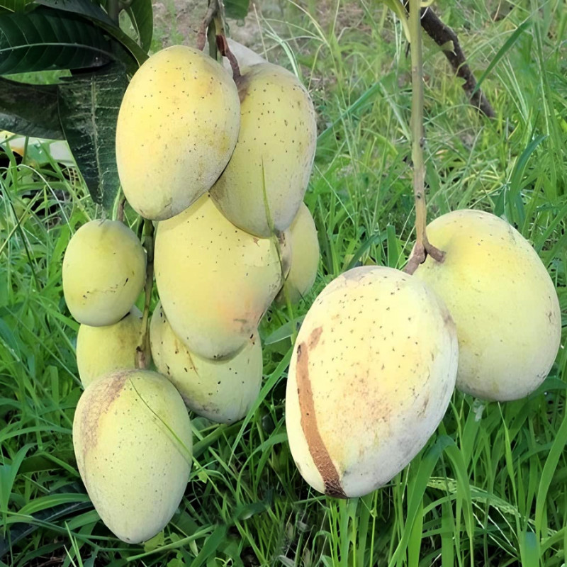 Gaurmoti Mango (Bangladeshi Vareity)
