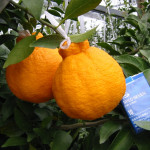 Dekopon Japenese Orange Plant