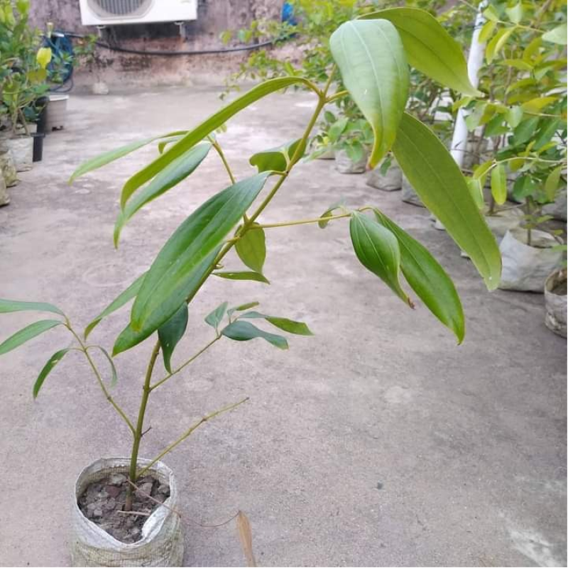 Bayleaf Plant