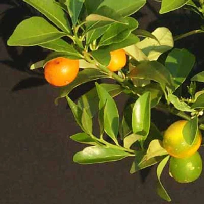 Kumbhkath All Time Lemon Plant