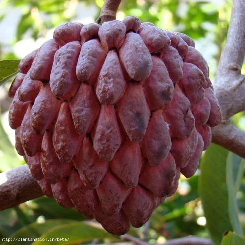 Custard Apple Red