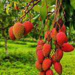 Chinese Litchi Plant