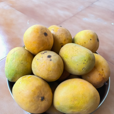 Alphonso(Hapus) Mango Plant