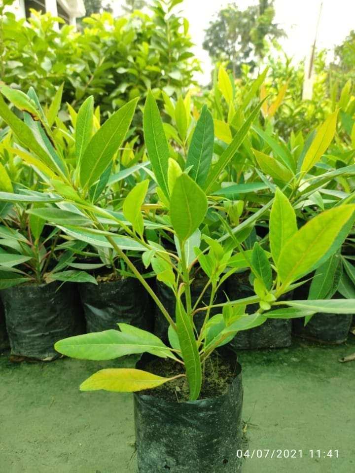 Medicinal Plants