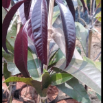 Blackstone Mango (Black Mango)