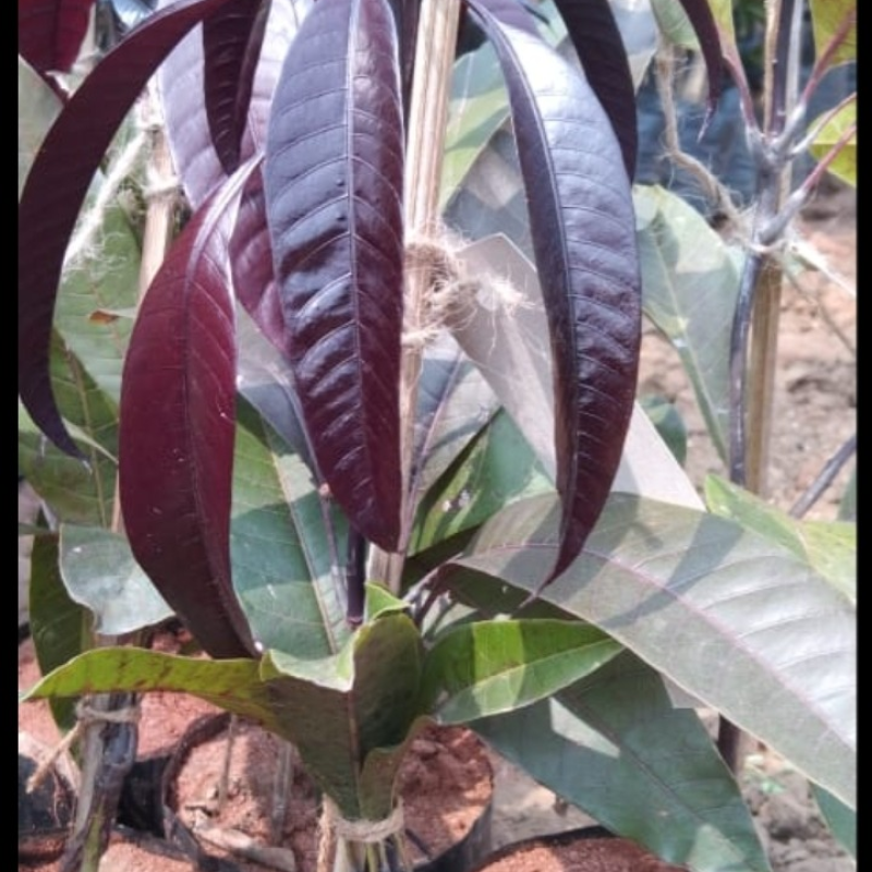 Blackstone Mango (Black Mango)