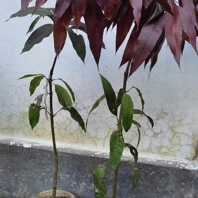 Blackstone Mango (Black Mango)