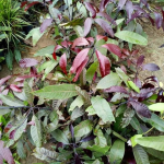 Blackstone Mango (Black Mango)