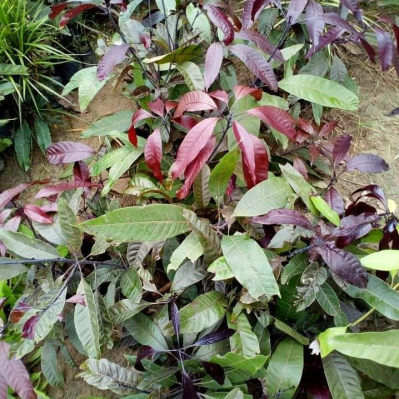 Blackstone Mango (Black Mango)