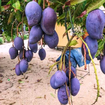 Blackstone Mango (Black Mango)