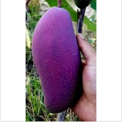 Blackstone Mango (Black Mango)