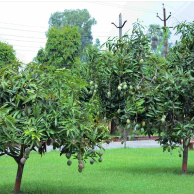 Pusa Arunika Dwarf Mango Plant