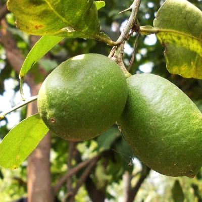 Gondhoraj Lemon : Bengal’s Aromatic Lemon Variety