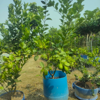 Gondhoraj Lemon : Bengal’s Aromatic Lemon Variety