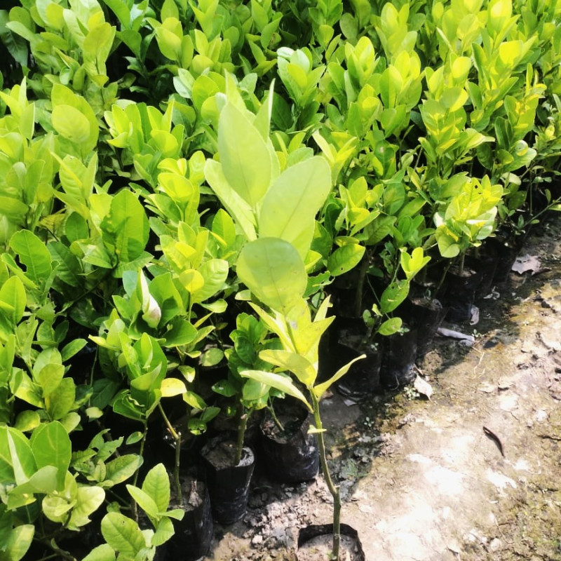 Gondhoraj Lemon : Bengal’s Aromatic Lemon Variety