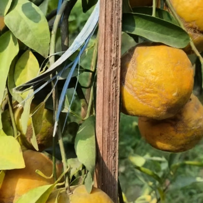 Bhutani orange plant