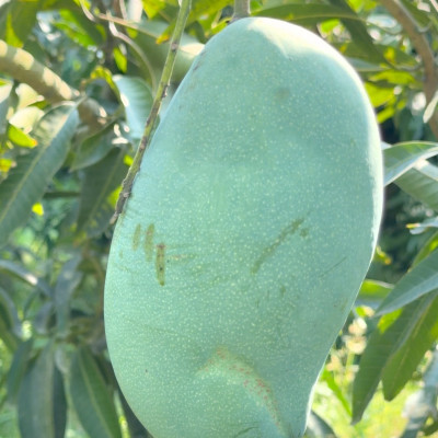 Mallika Mango