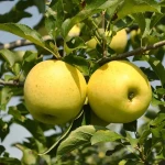 Golden Dorset - Hot Climate Apple Variety