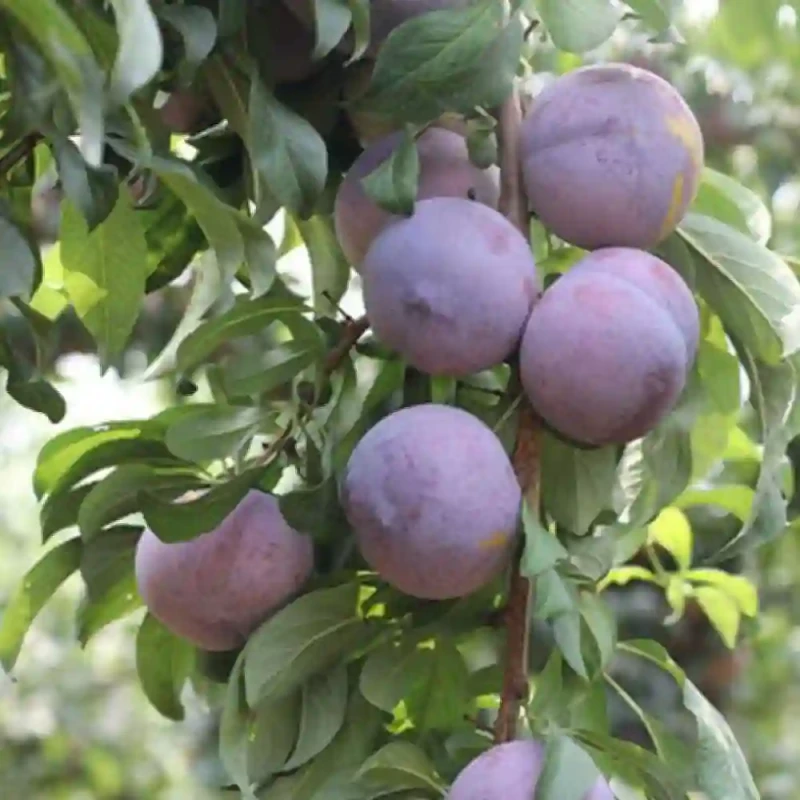BLACK AMBER PLUM PLANT